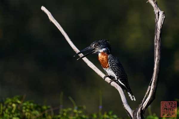 052423-bird_04