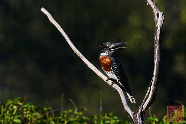 052423-bird_05