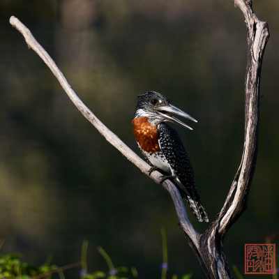 052423-bird_06