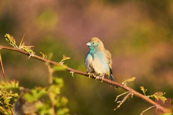 052523-bird_01