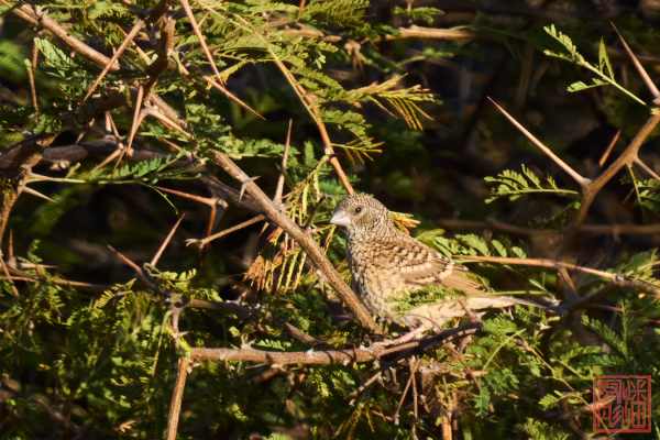 052523-bird_02