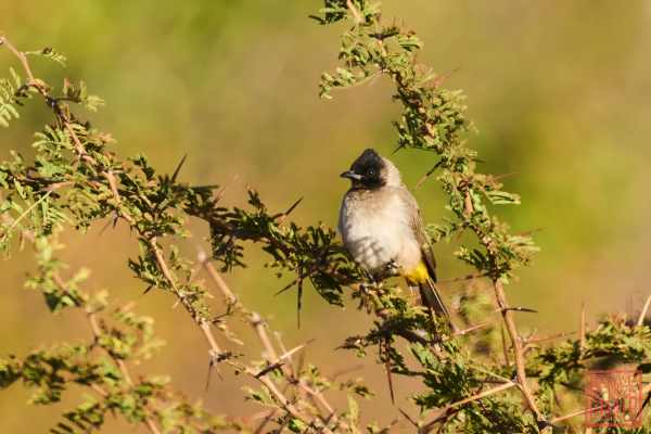 052523-bird_03