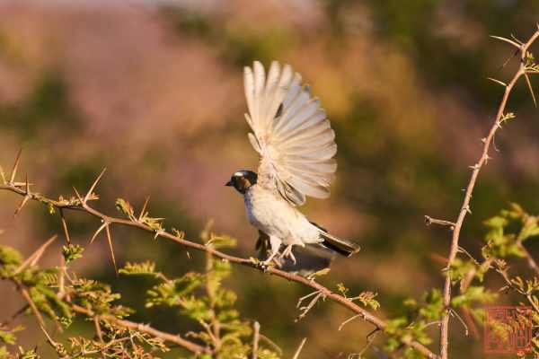 052523-bird_04