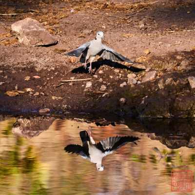 052523-bird_05