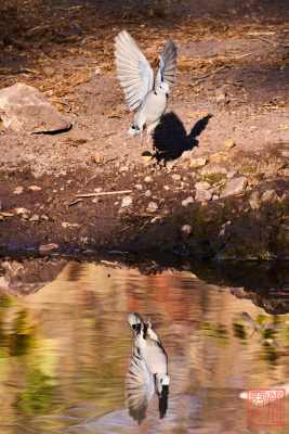 052523-bird_06