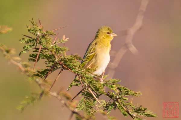 052523-bird_08