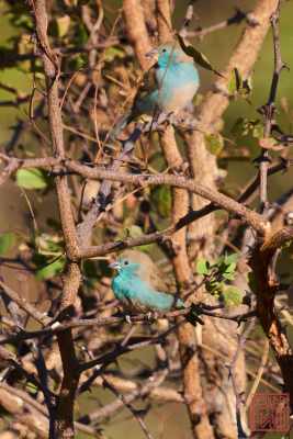 052523-bird_09