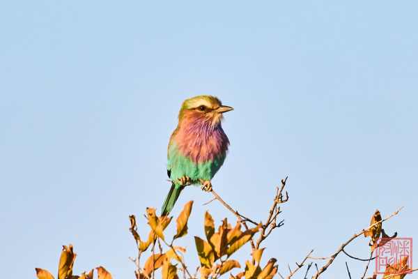 052623-bird_01
