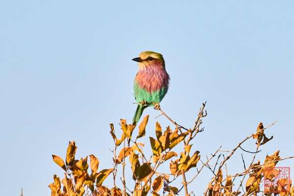 052623-bird_02