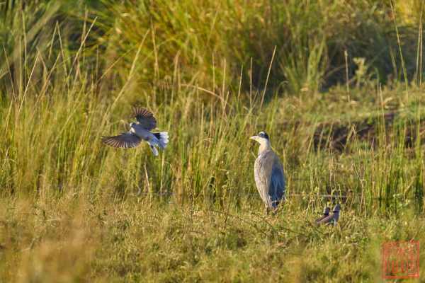 052623-bird_03