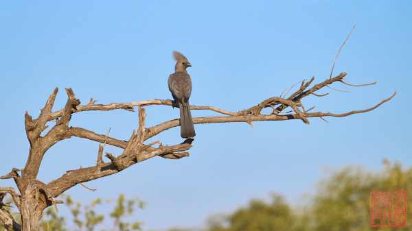 052623-bird_04
