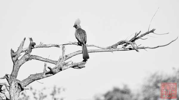 052623-bird_05