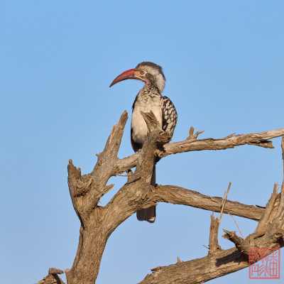 052623-bird_06