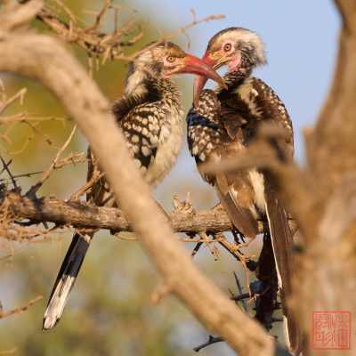 052623-bird_07