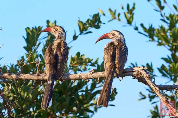 052623-bird_08