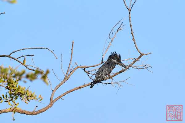 052623-bird_09