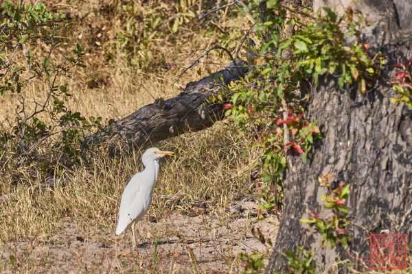 052623-bird_11