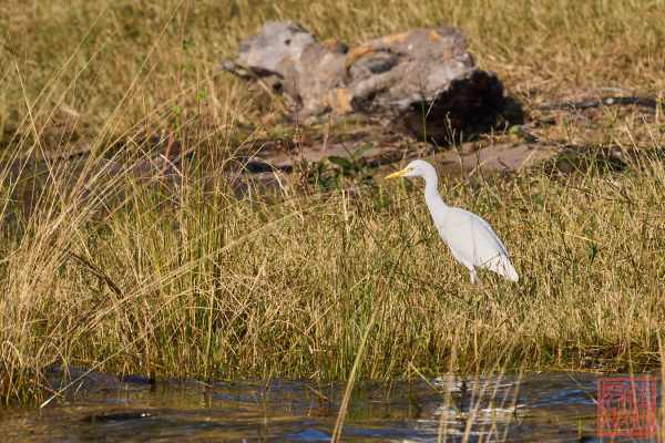 052623-bird_13