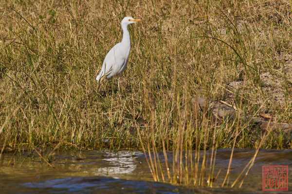 052623-bird_14