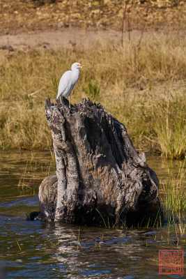 052623-bird_15