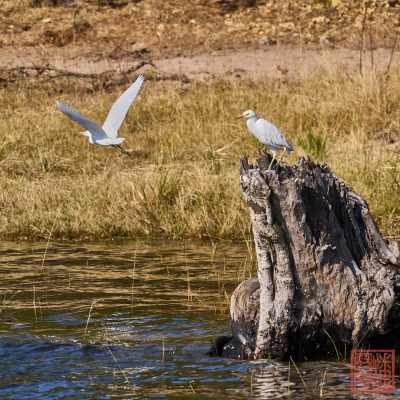052623-bird_16