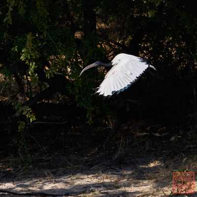 052623-bird_17