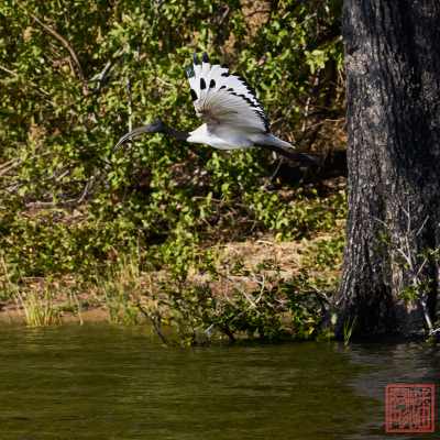 052623-bird_18