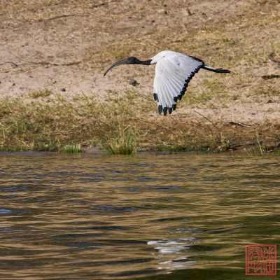 052623-bird_19