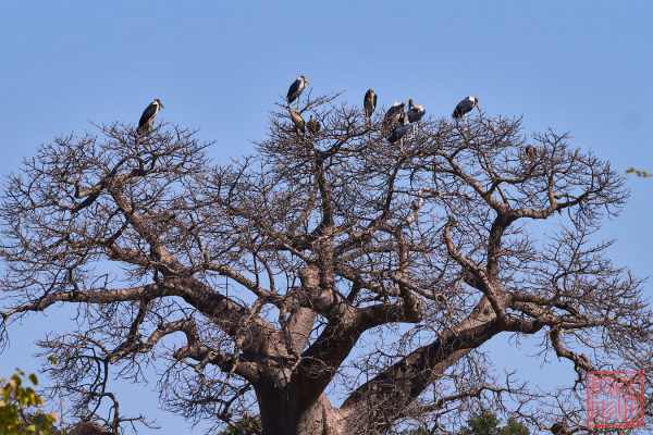 052623-bird_21