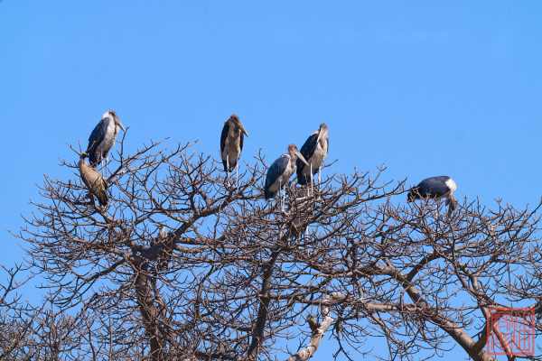 052623-bird_23