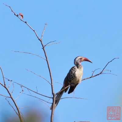 052623-bird_25