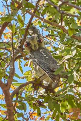 1_051623-bird_01