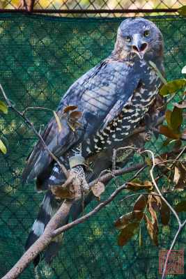 1_051623-bird_02