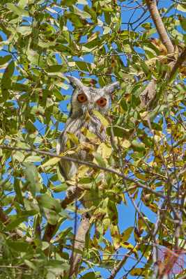 1_051623-bird_03