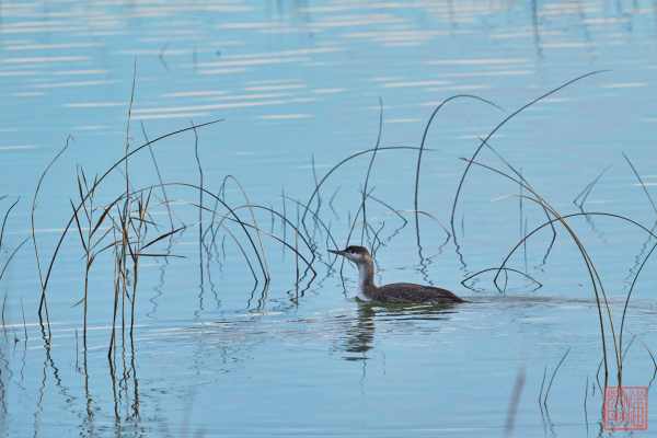 2401-Vransko-Jezero_01