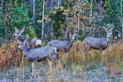 2208_BanffNP_562