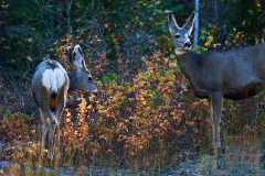 2208_BanffNP_566