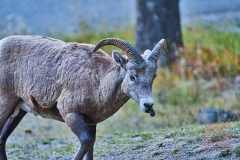 2208_BanffNP_598