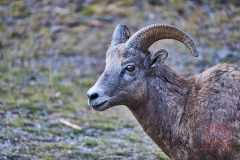 2208_BanffNP_602