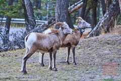 2208_BanffNP_607