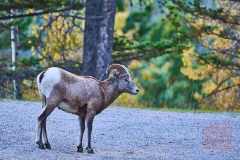2208_BanffNP_609