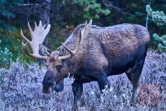 2208_JasperNP_216