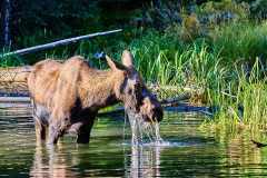 2208_JasperNP_662