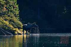 2208_JasperNP_675