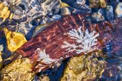 2208_JasperNP_681