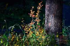 2208_JasperNP_694