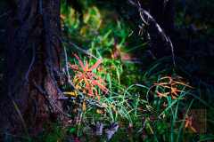2208_JasperNP_695